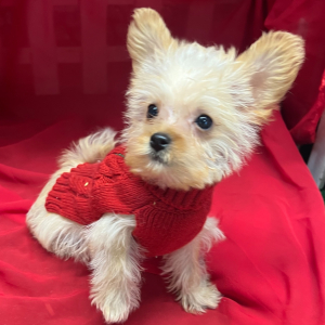 Maltipoo Puppy Pierre