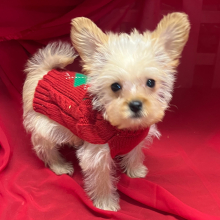 Maltipoo Puppy Pierre