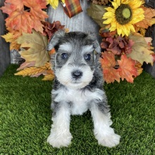 Miniature Schnauzer Puppy Knickers