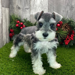 Miniature Schnauzer Puppy Knickers