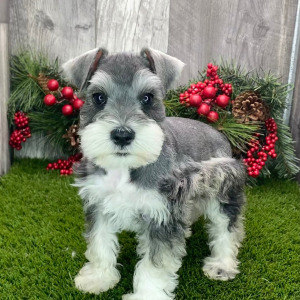 Miniature Schnauzer Puppy Knickers