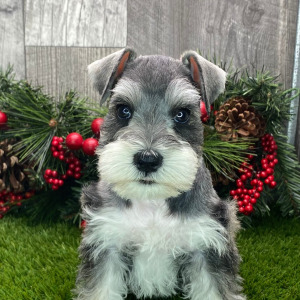 Miniature Schnauzer Puppy Knickers