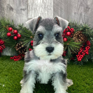 Miniature Schnauzer Puppy Knickers
