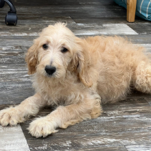 Goldendoodle Puppy Jenni