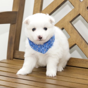 American Eskimo Dog Puppy Dallas