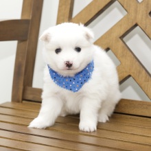 American Eskimo Dog Puppy Dallas