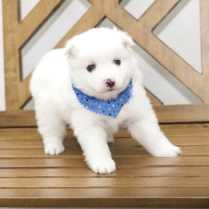 American Eskimo Dog Puppy Dallas