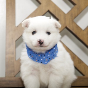 American Eskimo Dog Puppy Dallas