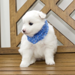 American Eskimo Dog Puppy Dallas