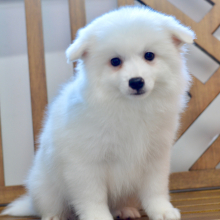 American Eskimo Dog Puppy Dallas