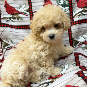 Maltipoo Puppy Beth