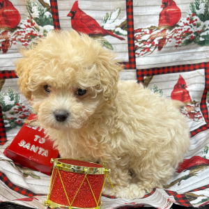 Maltipoo Puppy Beth