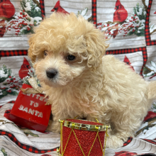 Maltipoo Puppy Beth