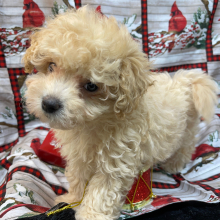 Maltipoo Puppy Beth