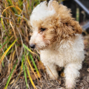 Poodle Puppy Micah