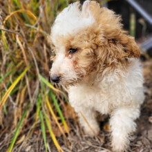 Poodle Puppy Micah