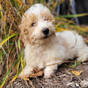 Poodle Puppy Micah