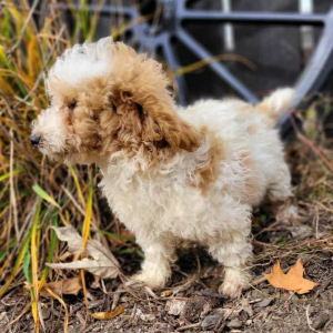 Poodle Puppy Micah