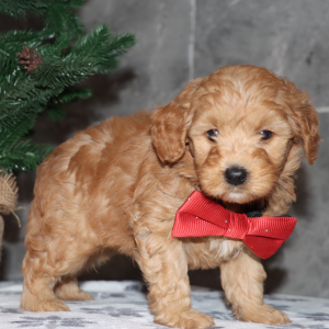 Goldendoodle Puppy Cavanaugh