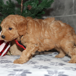 Goldendoodle Puppy Cavanaugh