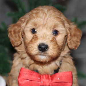 Goldendoodle Puppy Cavanaugh