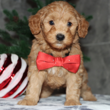 Goldendoodle Puppy Cavanaugh