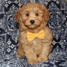 Goldendoodle Puppy Cavanaugh
