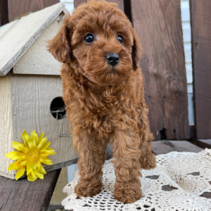 Poodle Puppy Kandace