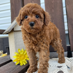 Poodle Puppy Kandace
