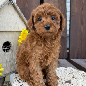 Poodle Puppy Kandace