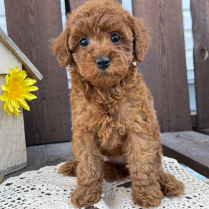 Poodle Puppy Kandace