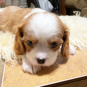 Cavalier King Charles Spaniel Puppy Archie