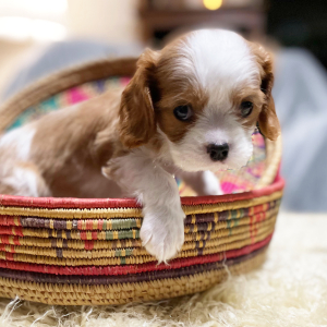 Cavalier King Charles Spaniel Puppy Archie