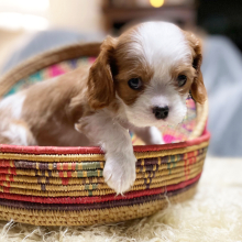 Cavalier King Charles Spaniel Puppy Archie