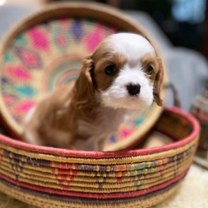Cavalier King Charles Spaniel Puppy Archie