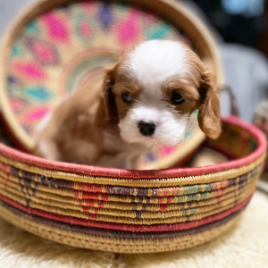 Cavalier King Charles Spaniel Puppy Archie