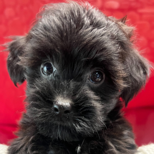 Yorkiepoo Puppy Ava