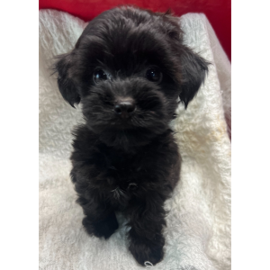 Yorkiepoo Puppy Ava