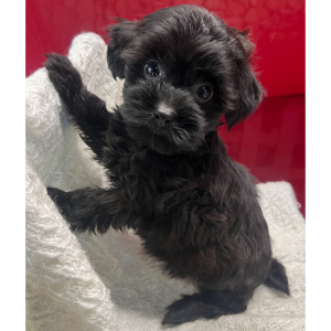 Yorkiepoo Puppy Ava