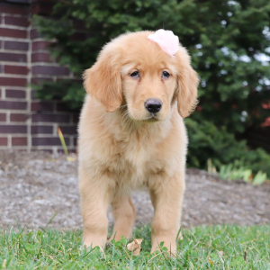 Golden Retriever Puppy Tabitha
