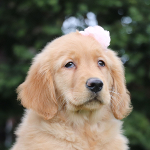 Golden Retriever Puppy Tabitha