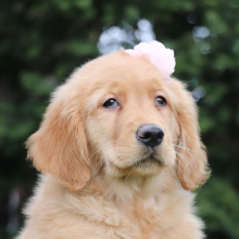 Golden Retriever Puppy Tabitha