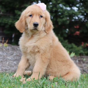 Golden Retriever Puppy Tabitha