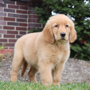 Golden Retriever Puppy Tabitha