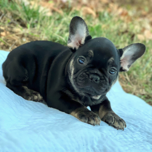 French Bulldog Puppy Bowser