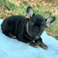 French Bulldog Puppy Bowser