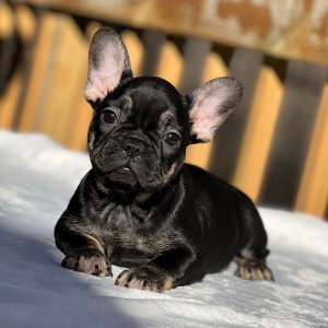 French Bulldog Puppy Bowser