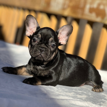 French Bulldog Puppy Bowser