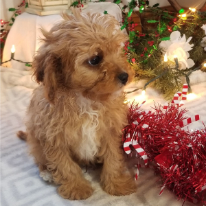 Cavapoo Puppy Bently