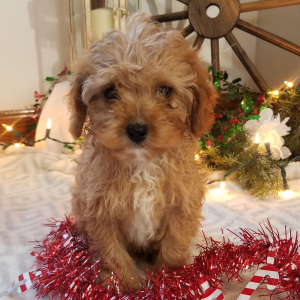 Cavapoo Puppy Bently